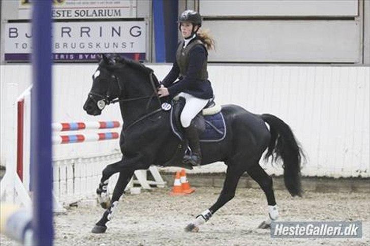 Welsh Cob (sec D) Fronerthig Young King - Katrine king! :-)  billede 8