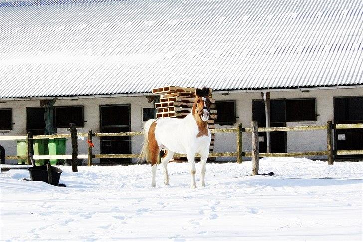 Anden særlig race *Tea's Baby Dolly* billede 10