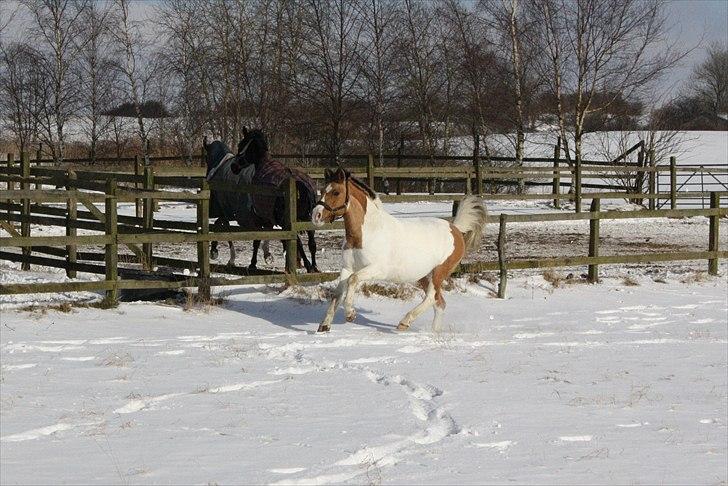 Anden særlig race *Tea's Baby Dolly* billede 11