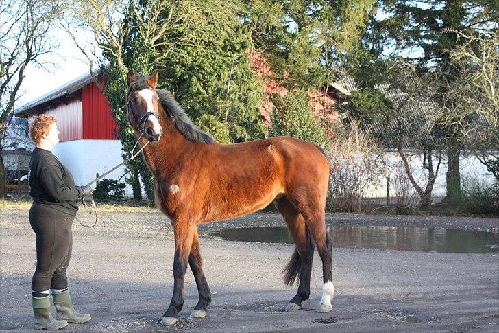 Dansk Varmblod First Alpha billede 6