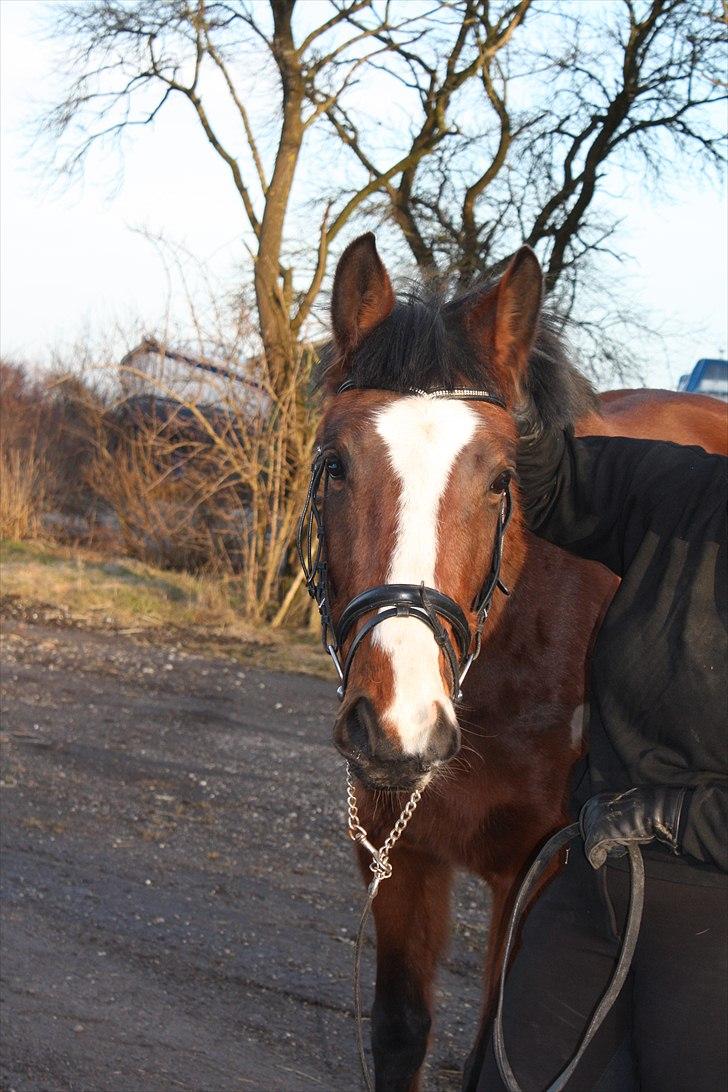 Dansk Varmblod First Alpha billede 7