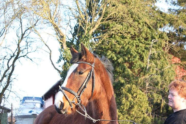 Dansk Varmblod First Alpha billede 8