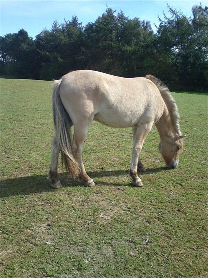 Fjordhest Loke Mørk - Loke (september 2010) ca. 1 år og 5 måneder gammel :) billede 1