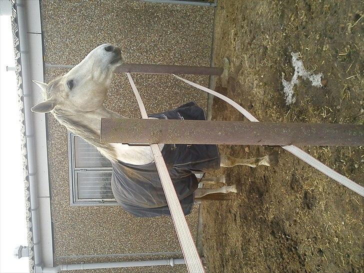 Dansk Varmblod Himmerigs Tallis-Ann billede 7