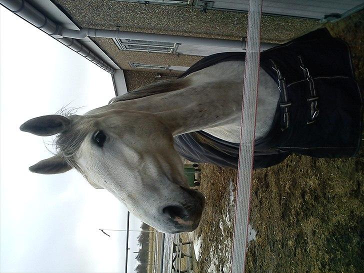 Dansk Varmblod Himmerigs Tallis-Ann billede 8