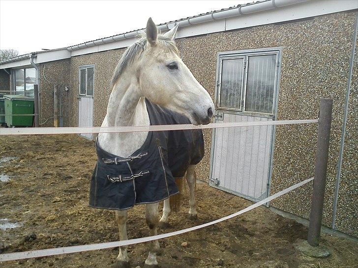 Dansk Varmblod Himmerigs Tallis-Ann - Er jeg ikke bare sød billede 9