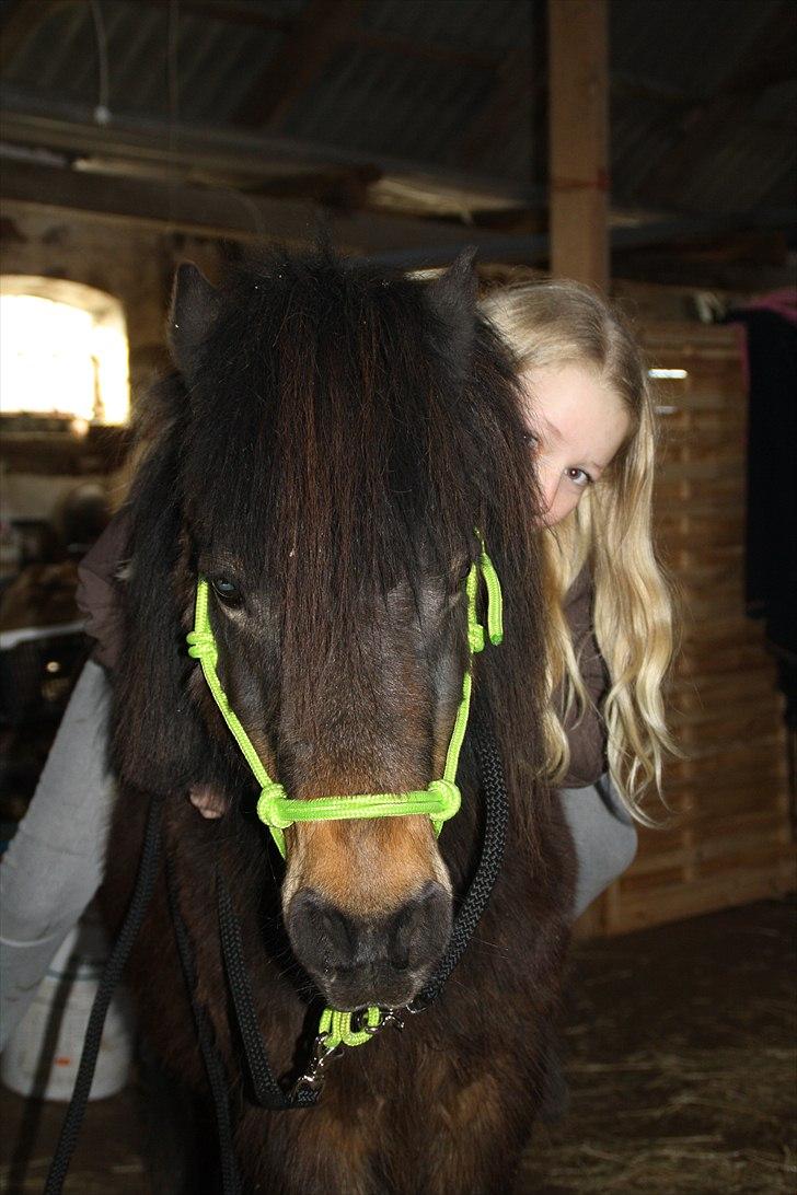 Islænder Blanding | Solvang's Portobello<3 - Everything is easy when im with you!<3 billede 5