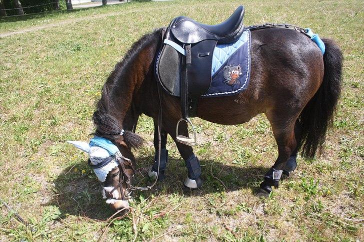 Islænder Blanding | Solvang's Portobello<3 - Man skulle næsten tro du havde smidt nogen af? :p billede 7