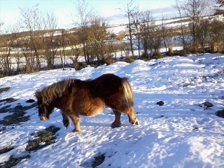 Shetlænder Max billede 3