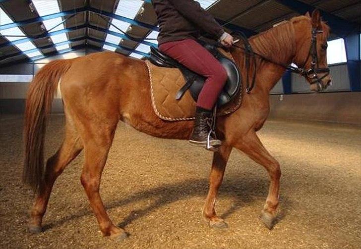 Anden særlig race Flower Power billede 11