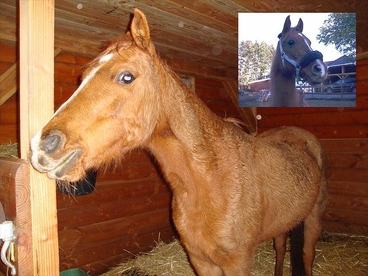 Anden særlig race Flower Power billede 12