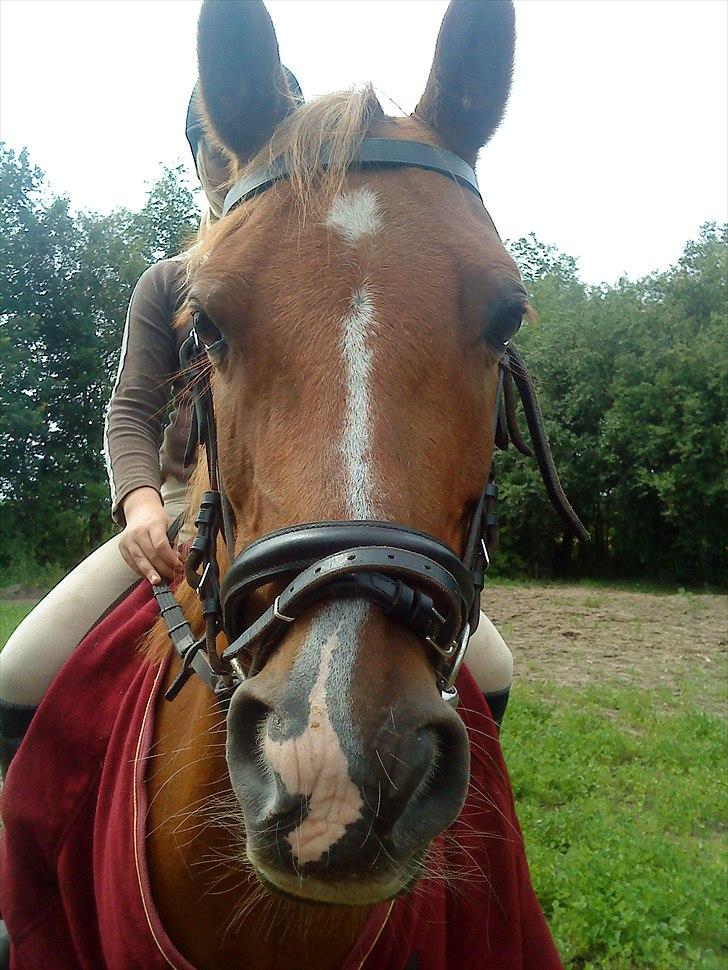 Anden særlig race Flower Power billede 13