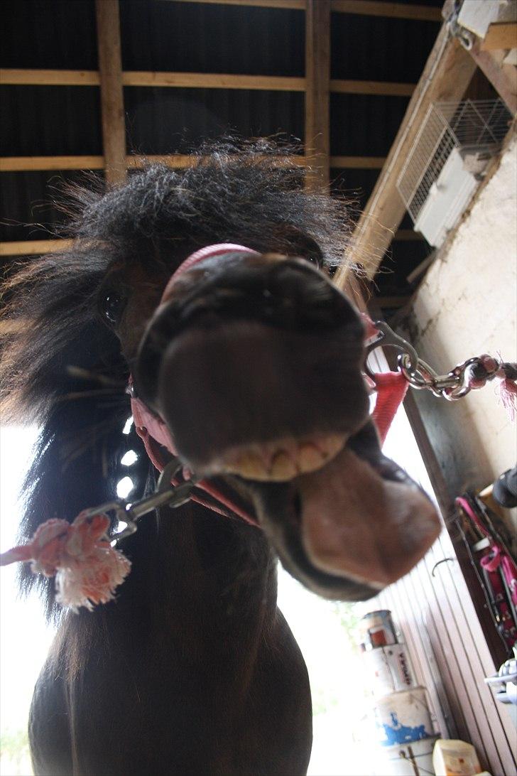 Islænder Blanding | Solvang's Portobello<3 - CRAZY PONY!!!! xD billede 12