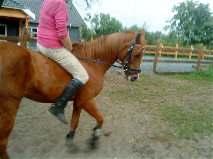 Anden særlig race Flower Power billede 15