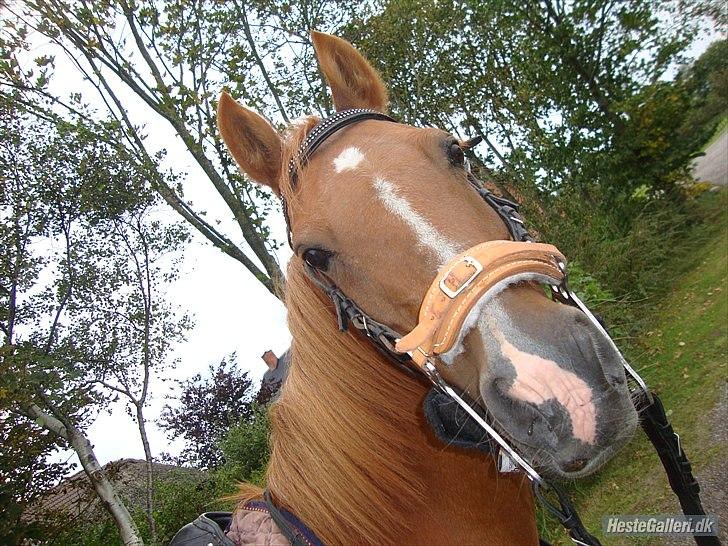 Anden særlig race Flower Power billede 16