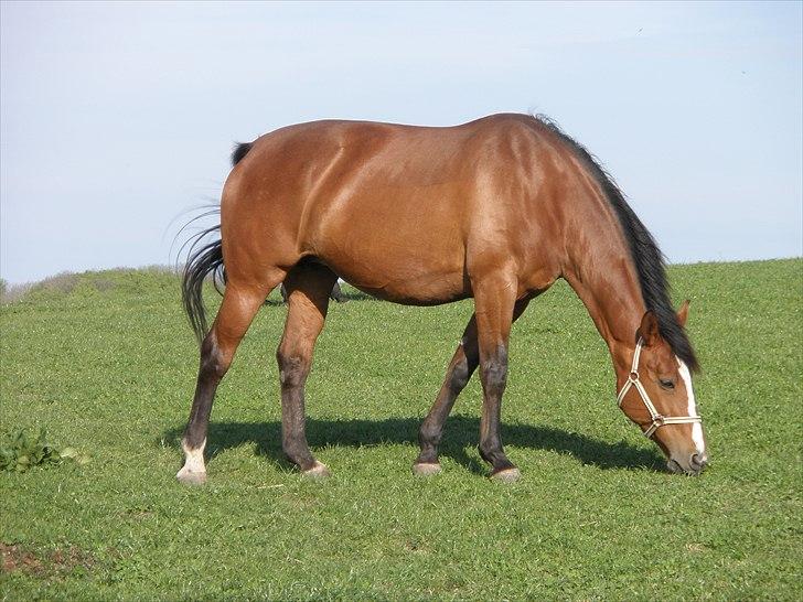 Oldenborg Salina Smed billede 1