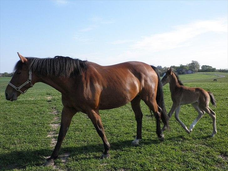 Oldenborg Salina Smed billede 2