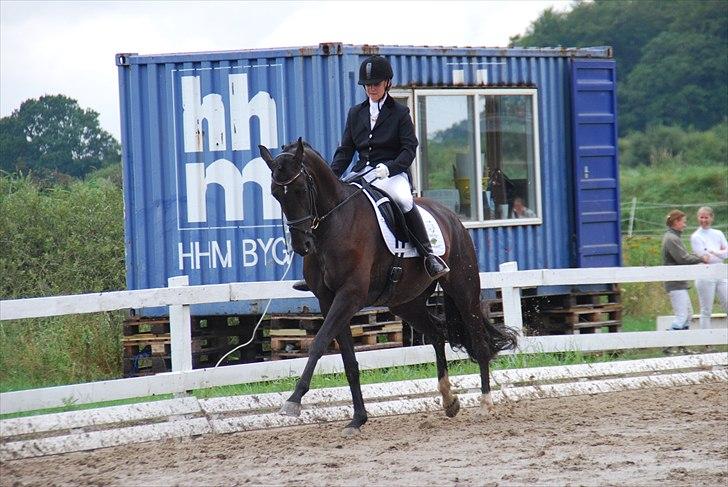 Hannoveraner Rubin Eg - Rubin til 4 års med Mimi Eggert billede 2