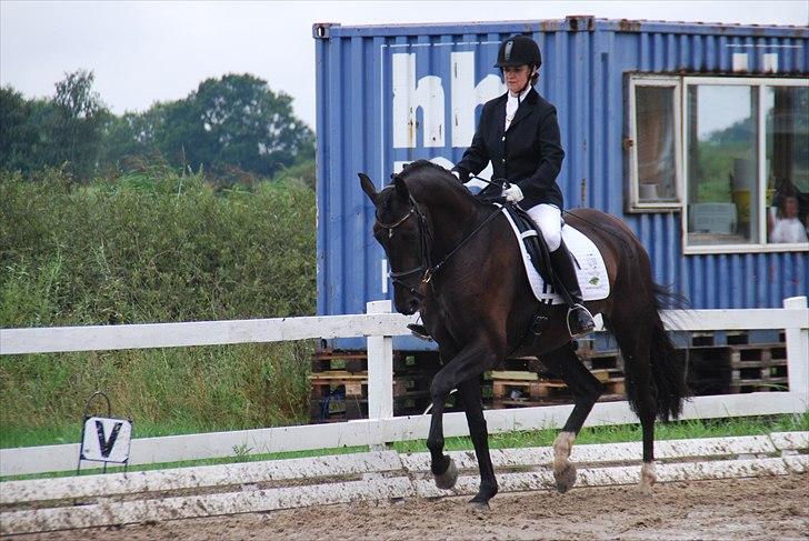 Hannoveraner Rubin Eg - Rubin til 4 års med Mimi Eggert billede 3