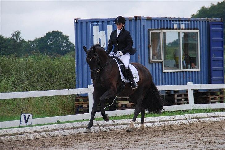 Hannoveraner Rubin Eg - Rubin til 4 års med Mimi Eggert billede 4