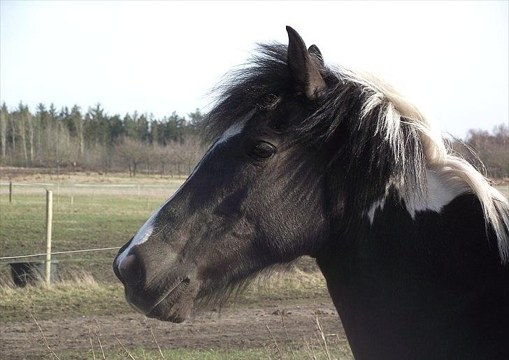 Anden særlig race Play Girl - Hej! Mit navn er Play Girl, og velkommen til min profil! billede 2