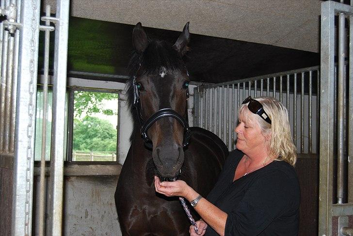 Hannoveraner Rubin Eg - Min mor da vi hentede hende hos Stald Eg  billede 6