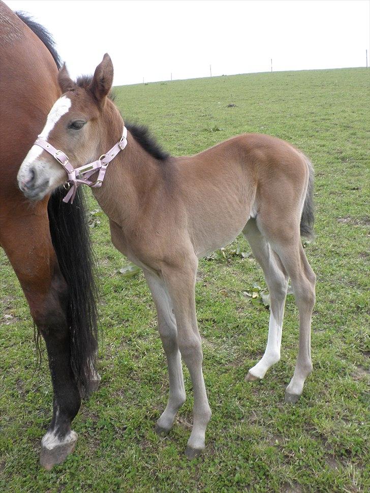 Oldenborg Susan Smed billede 3