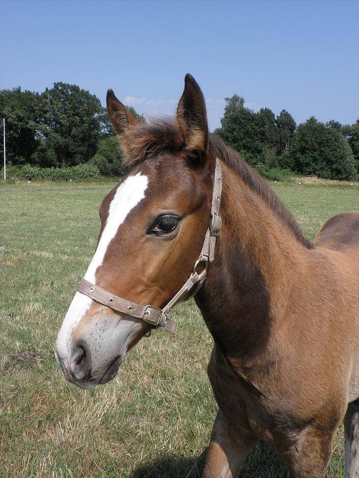 Oldenborg Susan Smed billede 4