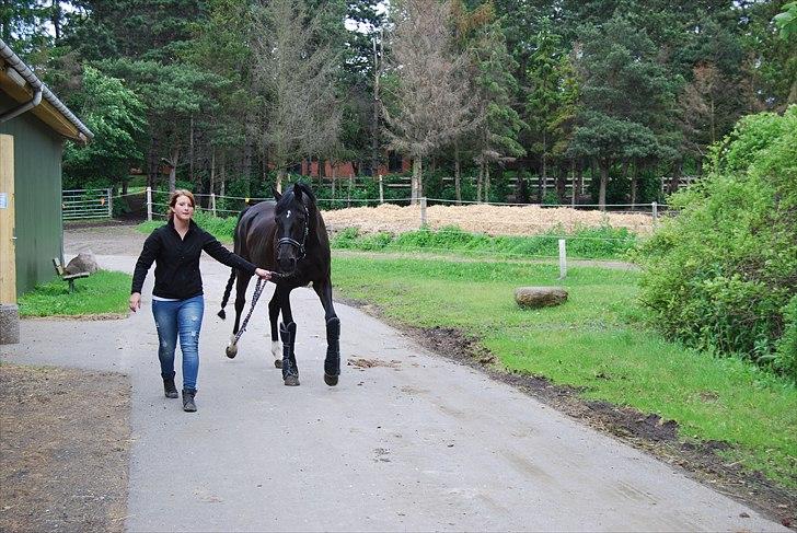 Hannoveraner Rubin Eg - Vores første gårtur at vi kom hjem på SIV billede 7