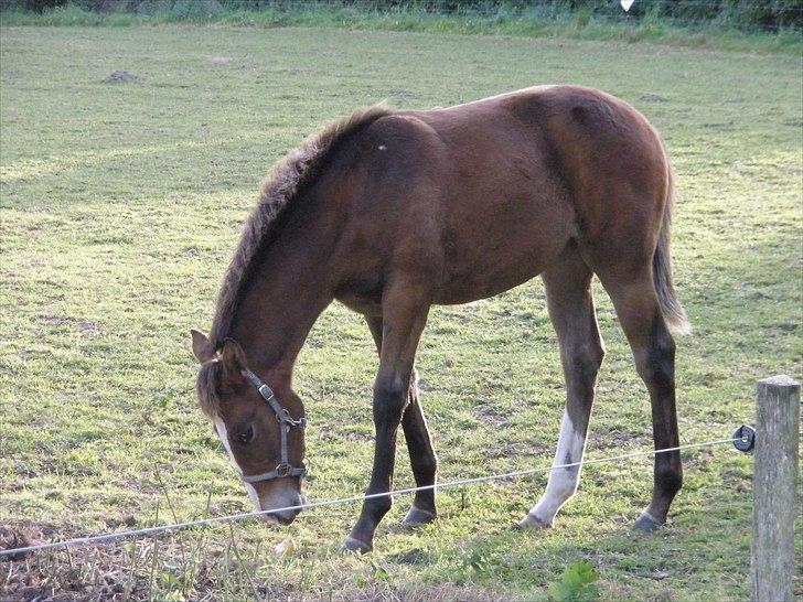 Oldenborg Susan Smed billede 5