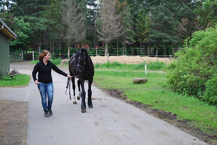 Hannoveraner Rubin Eg - Da vi kom hjem på SIV billede 8