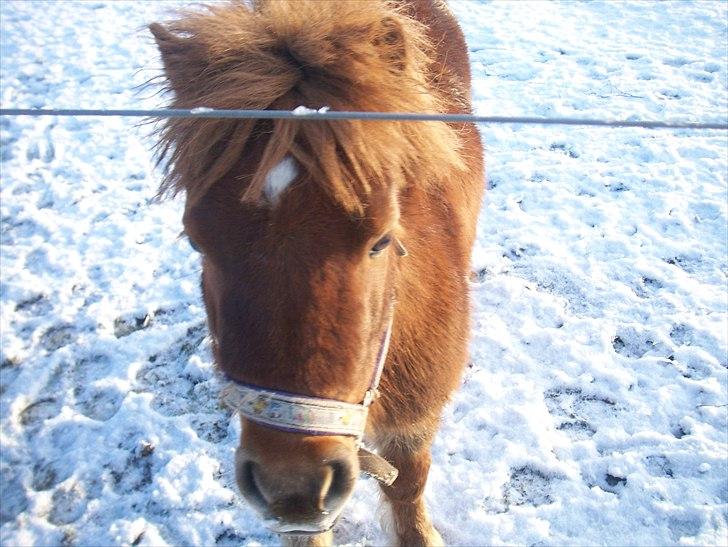 Shetlænder Max billede 5