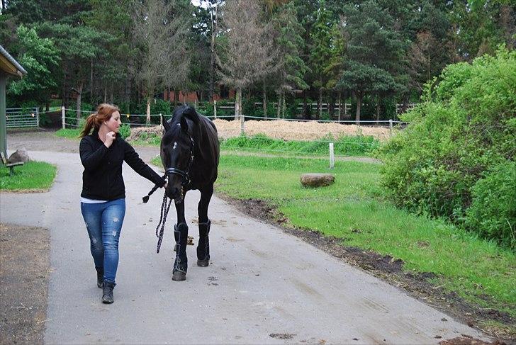 Hannoveraner Rubin Eg - På SIV billede 9