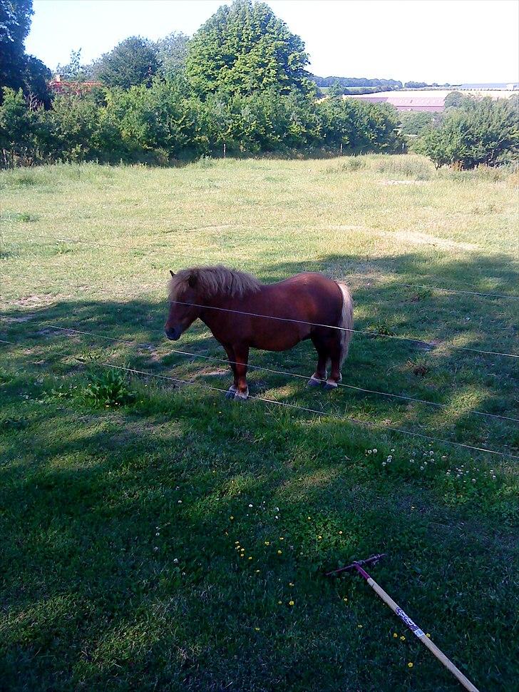 Shetlænder Max billede 6