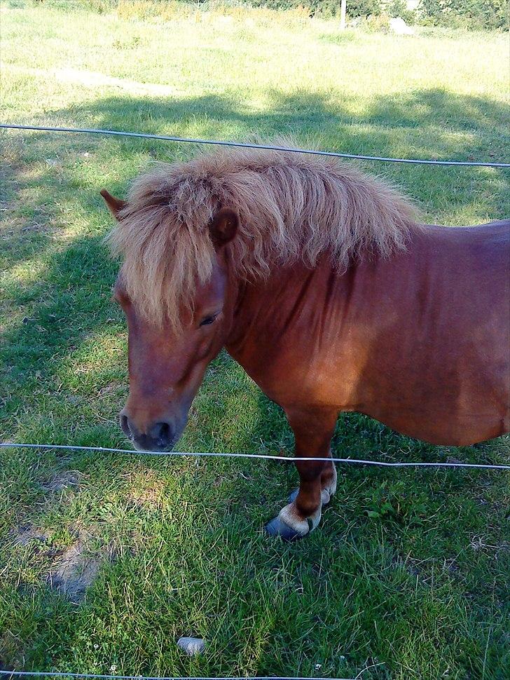 Shetlænder Max billede 1