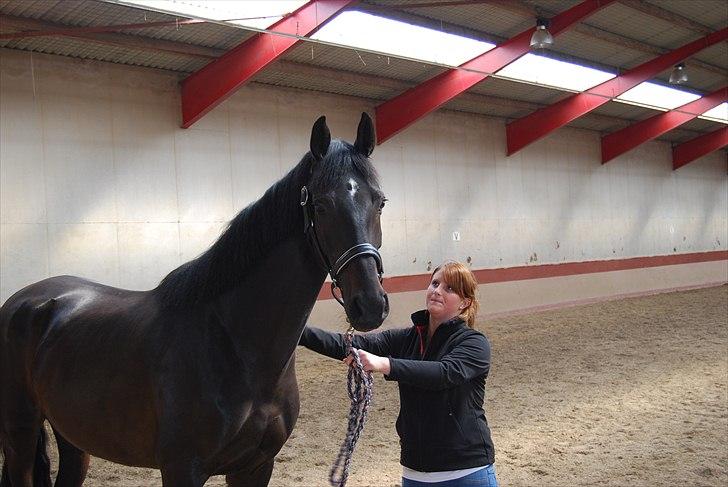 Hannoveraner Rubin Eg - i vores ridehal på SIV billede 10