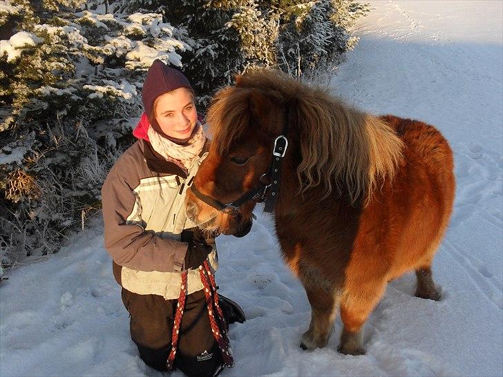 Shetlænder Max billede 8