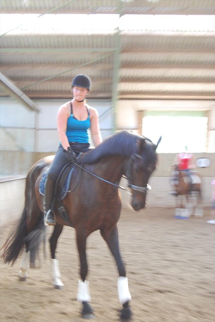 Hannoveraner Rubin Eg - Da jeg ridder hende på siv. billede 11