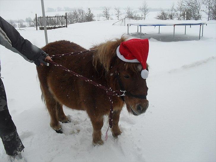 Shetlænder Max billede 9