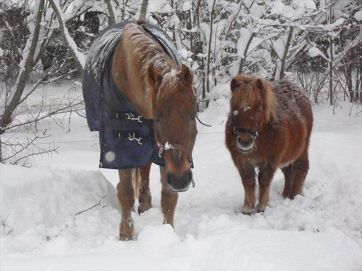 Shetlænder Max billede 11