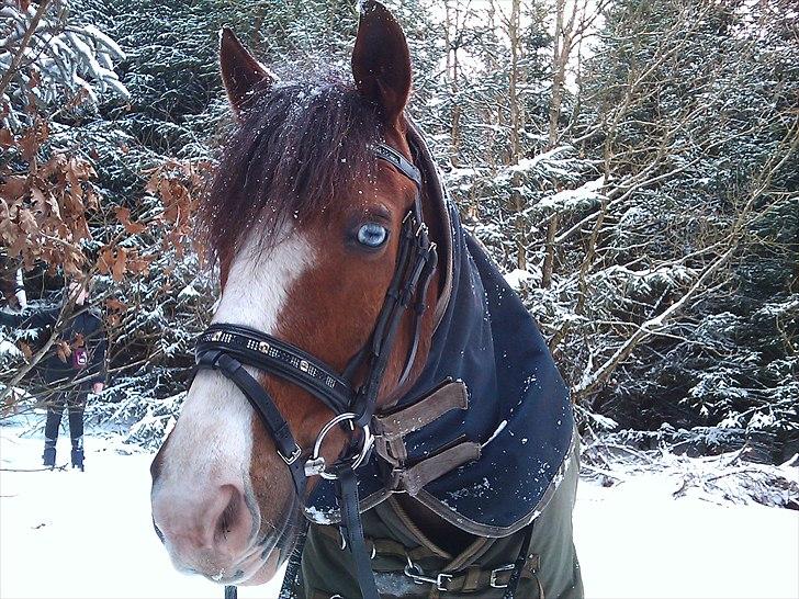 DSP simba<3 (bassemand) billede 6