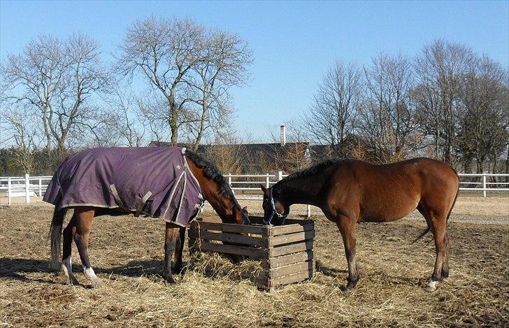 Fuldblod (XX) Perfectionist *R.I.P* billede 8