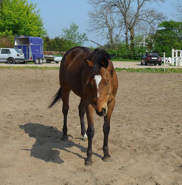 Fuldblod (XX) Perfectionist *R.I.P* billede 9