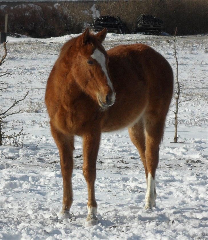 Paint Obi C Kanobi billede 14