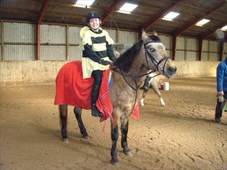 Connemara E Alouette Klubmester' 10 billede 16