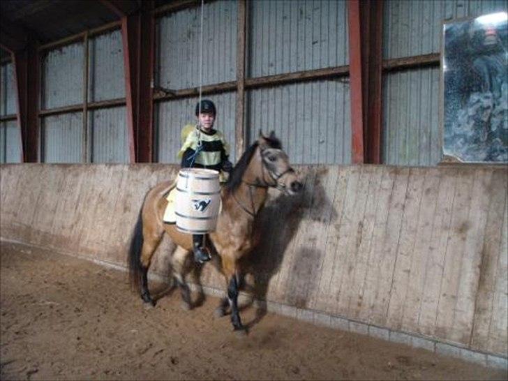 Connemara E Alouette Klubmester' 10 - Alou glemmer hvor gammel hun er når hun ser noget sjovt d: billede 17