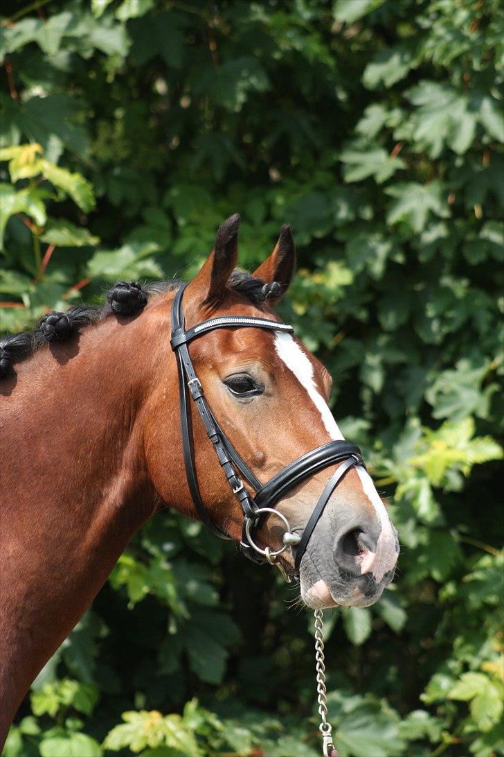 Welsh Cob (sec D) Mailunds Hadrian - tidligere hest! <3 billede 4