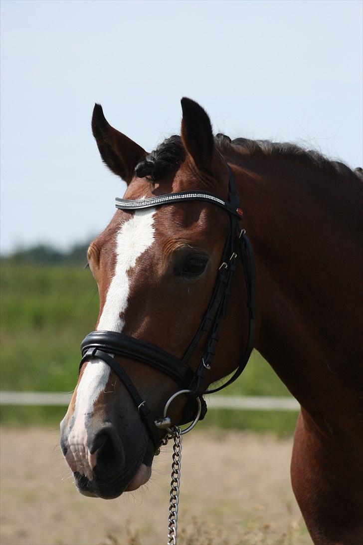 Welsh Cob (sec D) Mailunds Hadrian - tidligere hest! <3 billede 5