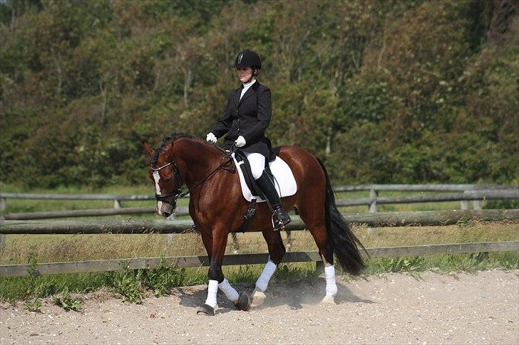 Welsh Cob (sec D) Mailunds Hadrian - tidligere hest! <3 billede 6