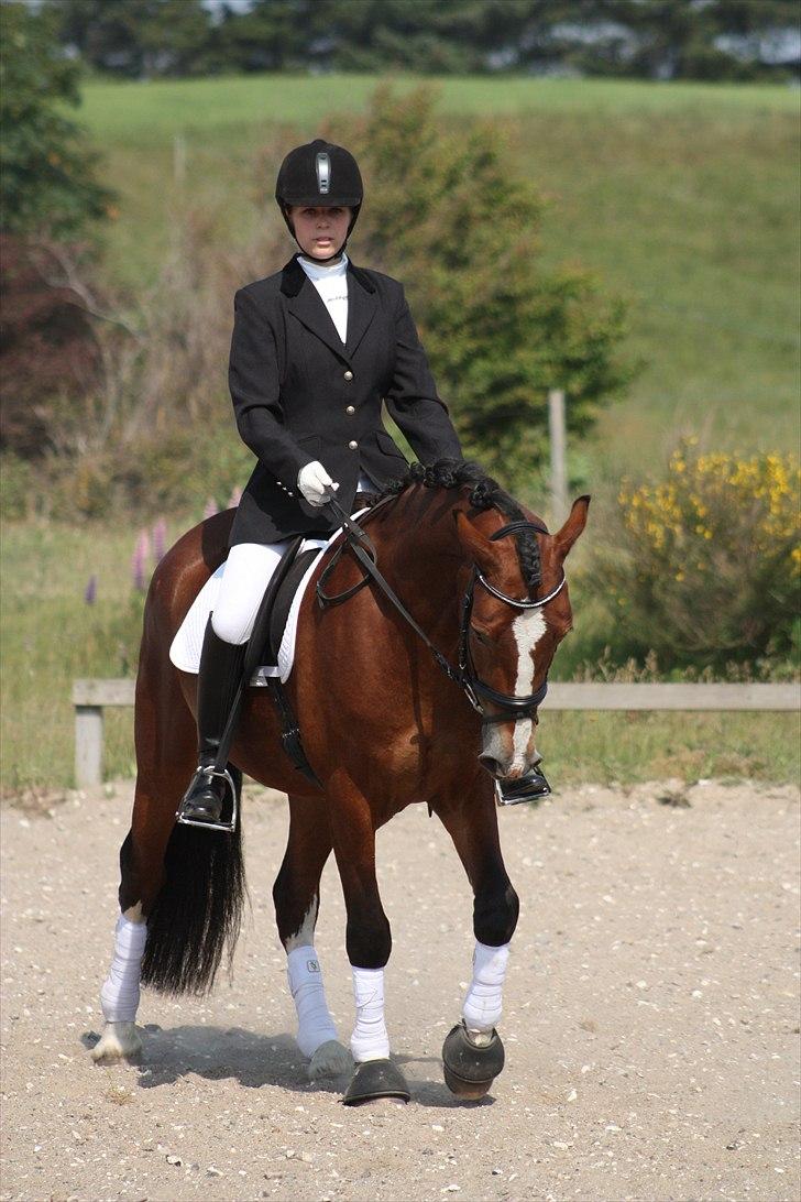 Welsh Cob (sec D) Mailunds Hadrian - tidligere hest! <3 billede 7
